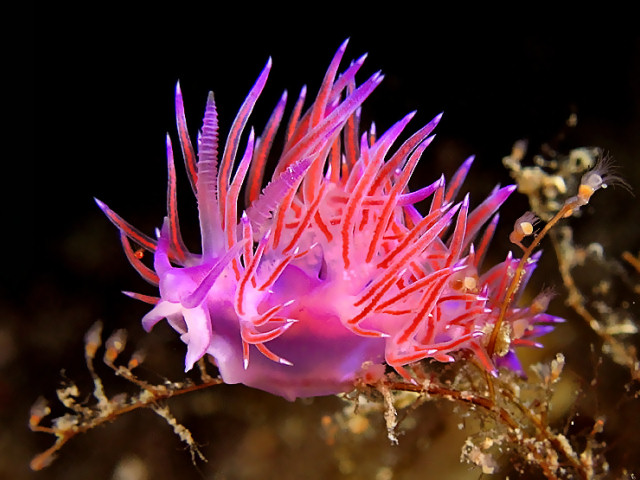 Flabellina affinis